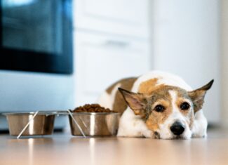 犬がご飯を食べないときの5つの対処法と注意すべきこと ペットと暮らしのwebマガジン 日本ペットフード