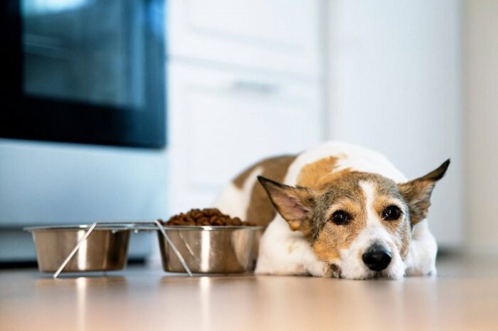 犬がごはんを食べないときの5つの対処法と注意すべきこと ペットと暮らしのwebマガジン 日本ペットフード