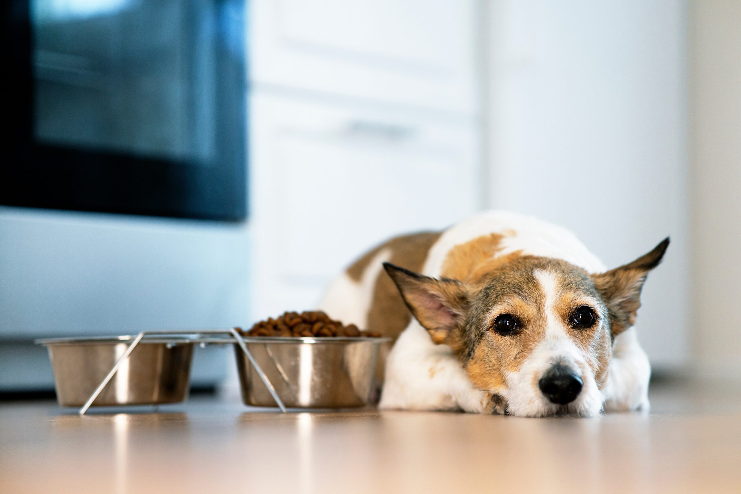 犬がご飯を食べないときの5つの対処法と注意すべきこと ペットと暮らしのwebマガジン 日本ペットフード