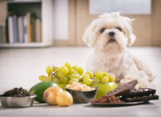 犬にあげてはいけない あげるべきでない 10の食べ物 欲しがる理由と症状を解説 ペットと暮らしのwebマガジン 日本ペットフード