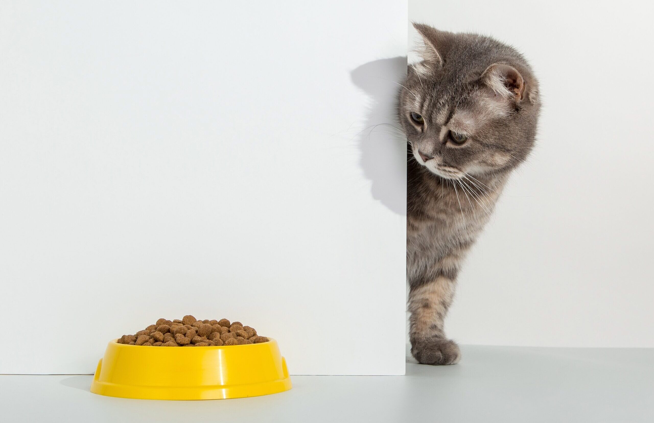 猫がご飯を食べないのにおやつを食べるときの対応方法とは ペットと暮らしのwebマガジン 日本ペットフード