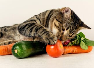 猫がご飯を食べないのにおやつを食べるときの対応方法とは  ペットと 