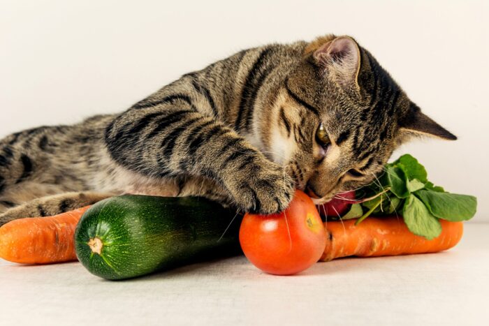 猫が食べてもいいものって何 食材別に解説 ペットと暮らしのwebマガジン 日本ペットフード