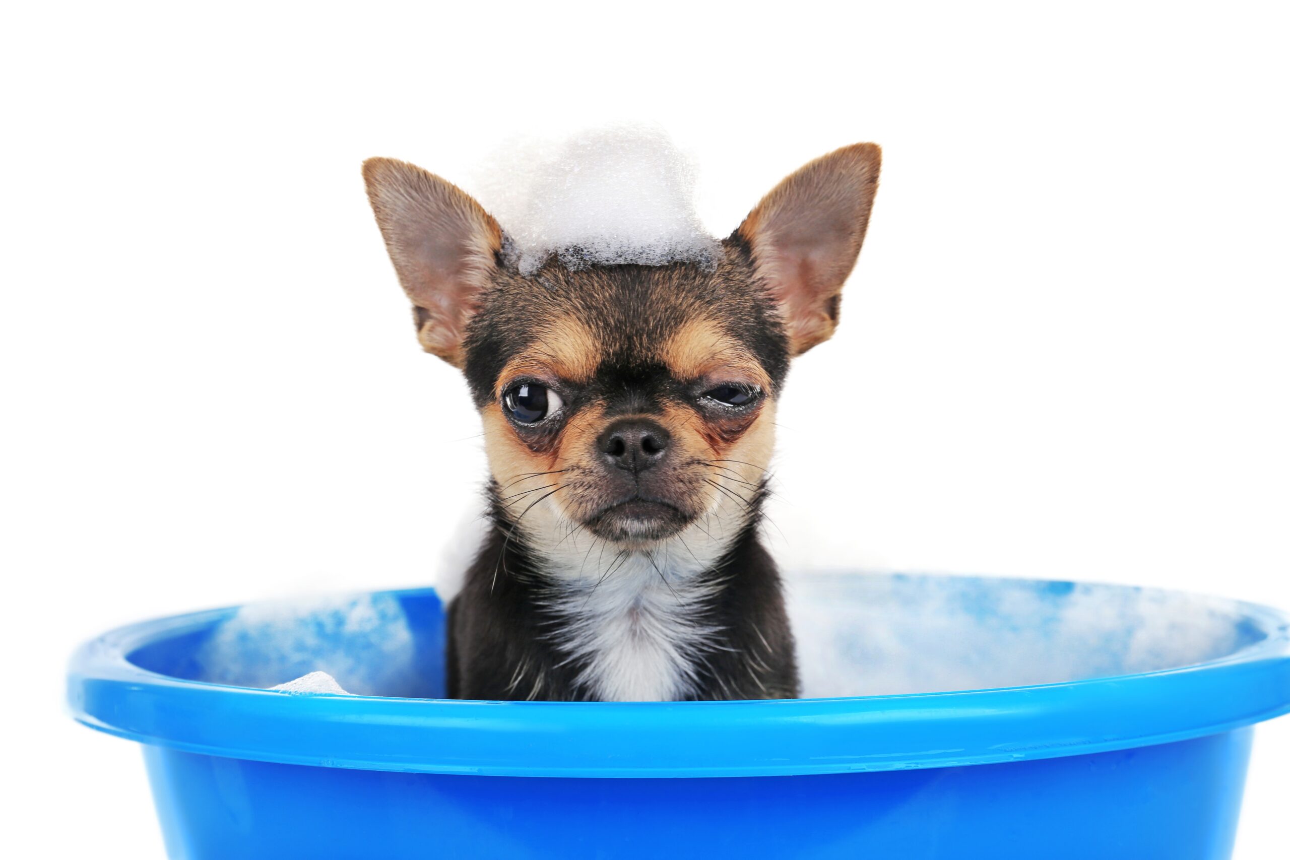 犬のシャンプーの頻度は 愛犬に優しいシャンプーの仕方 コツ 水温紹介 ペットと暮らしのwebマガジン 日本ペットフード