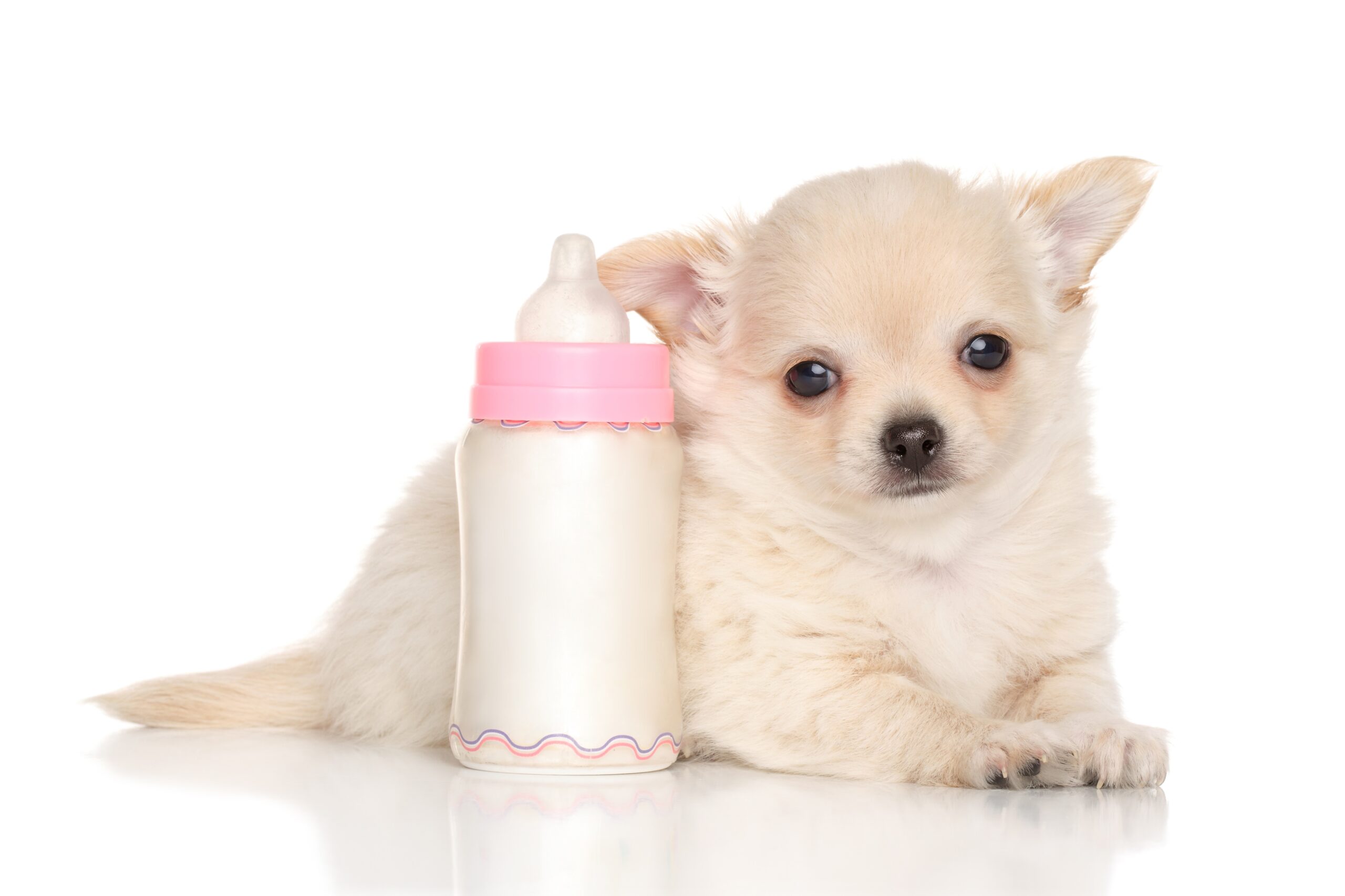 子犬のミルク完全解説 いつまでどんなものを飲めば良いか ペットと暮らしのwebマガジン 日本ペットフード