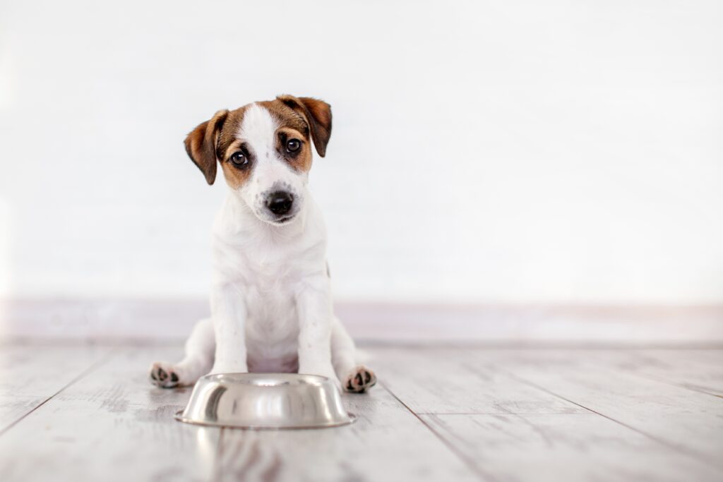 子犬の食事を与える時間帯は 一日何回与えるの ペットと暮らしのwebマガジン 日本ペットフード