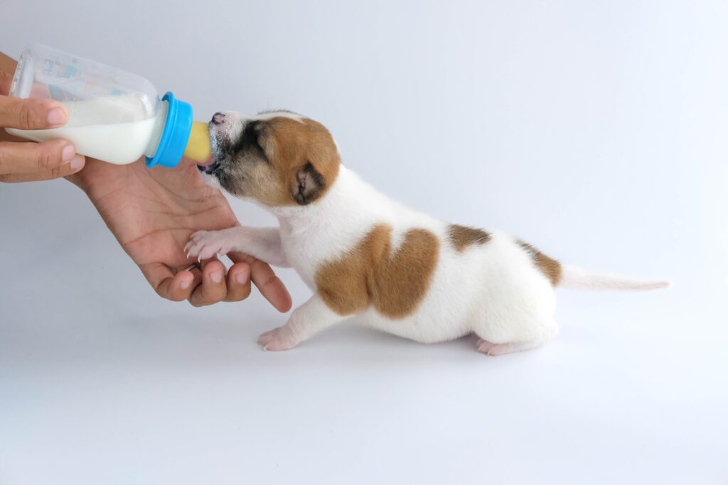 子犬のミルク完全解説 いつまでどんなものを飲めば良いか ペットと暮らしのwebマガジン 日本ペットフード
