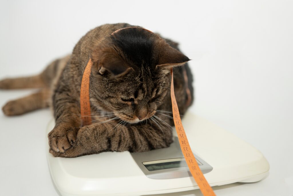 猫がご飯を食べないのにおやつを食べるときの対応方法とは  ペットと 