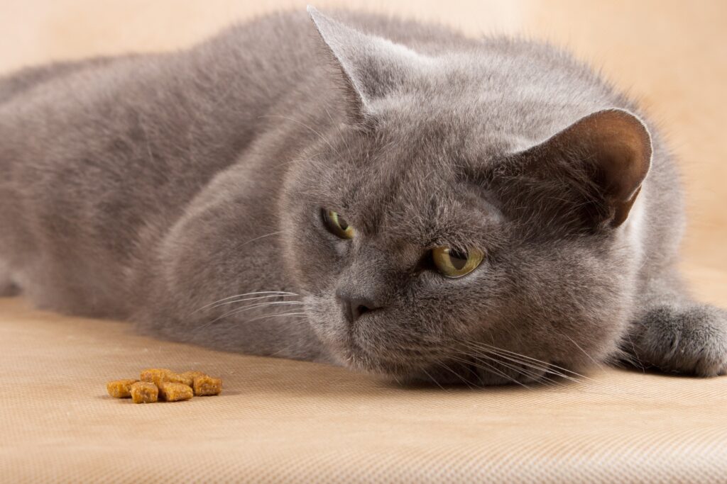 猫がご飯を食べないのにおやつを食べるときの対応方法とは  ペットと 