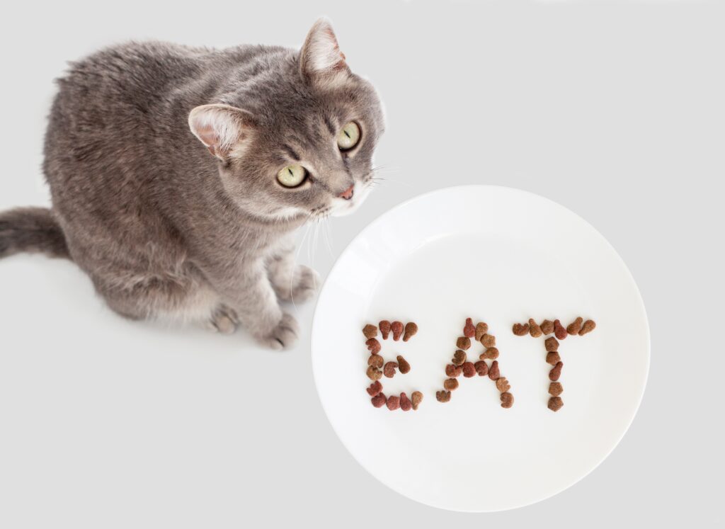 猫が食べてもいいものって何？食材別に解説  ペットと暮らしのWeb 