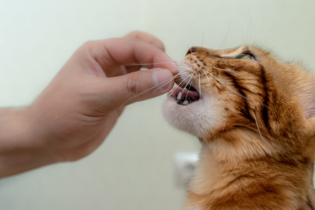 猫が食べてもいいものって何？食材別に解説  ペットと暮らしのWeb 