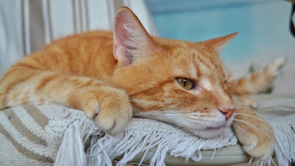 猫のストレス解消法 猫のストレス5大要素とその解消法を徹底解説 ペットと暮らしのwebマガジン 日本ペットフード