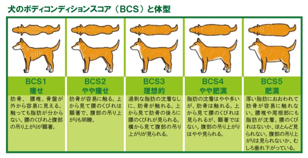 犬の痩せすぎは危険 原因と対策を解説 ペットと暮らしのwebマガジン 日本ペットフード