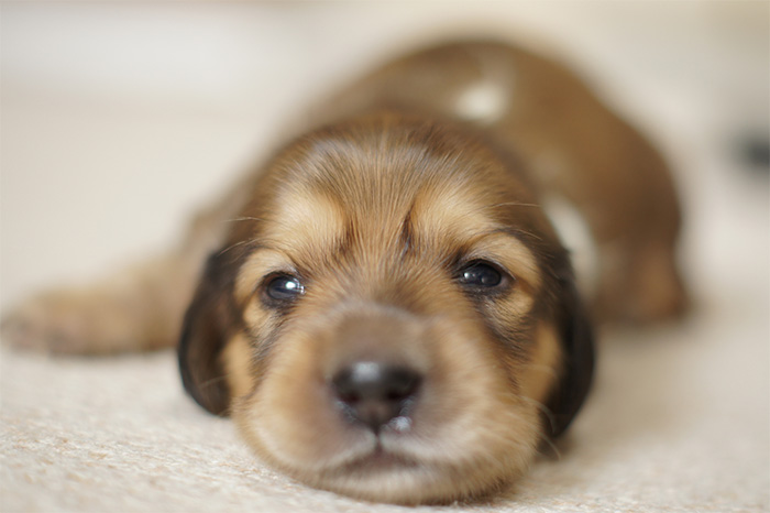 子犬の育て方を年齢別に解説！フード・トイレ・しつけなど | ペットと 